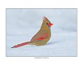 7023 northern cardinal female 